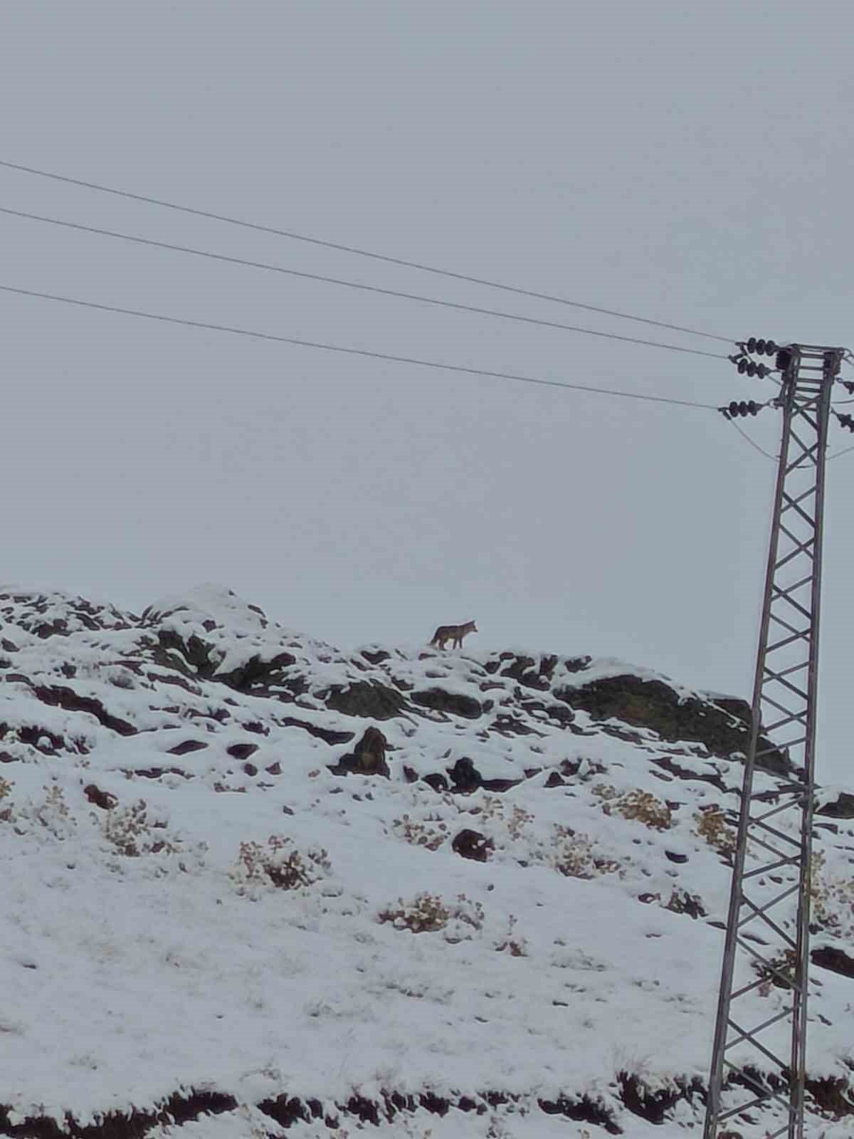 Hakkari’de gündüz vakti kurt görüntülendi
