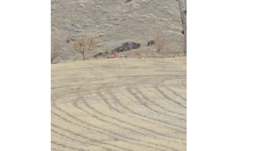 Elazığ’da domuz sürüsü görüldü
