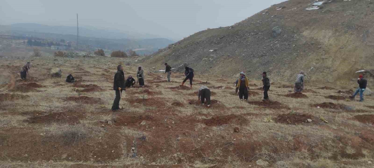 Baskil’de 300 hektarlık alanda 55 bin fidan dikildi
