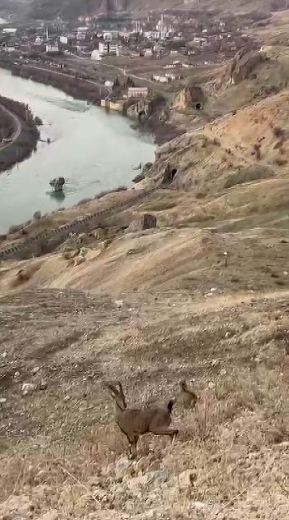 Koruma altındaki dağ keçileri Palu’nun eşsiz manzarasına dahil oldu

