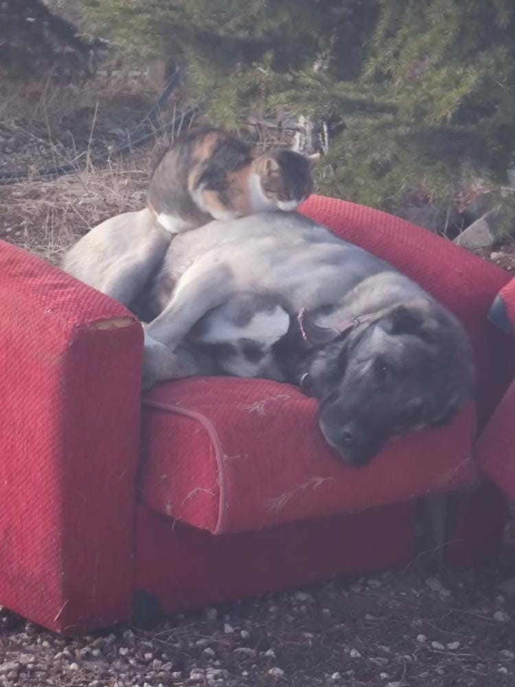 Soğuk hava ezeli düşmanları bir araya getirdi: Üşüyen kedi, köpeğin üzerinde uyudu
