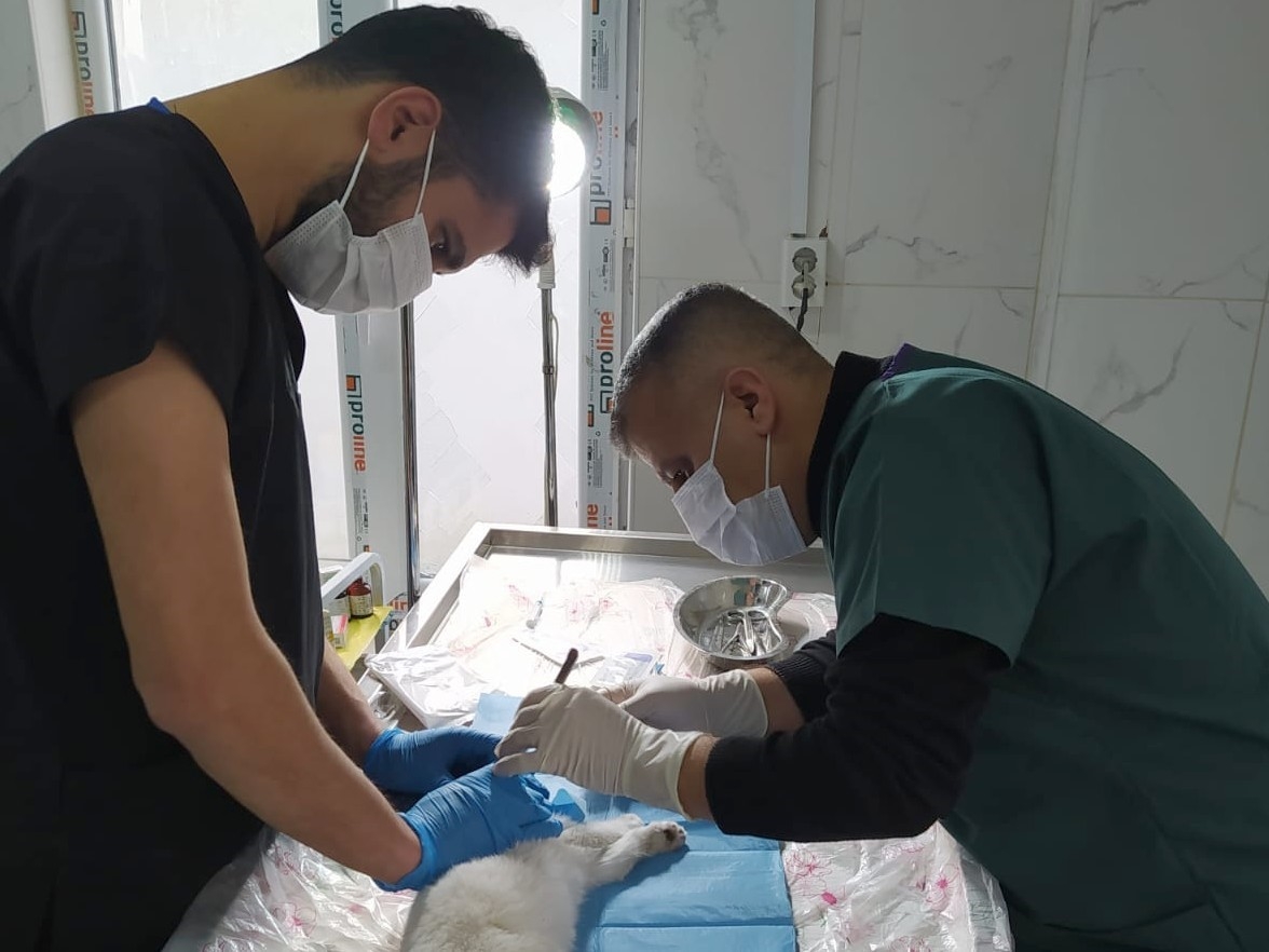 Hakkâri’de gözü yerinden çıkan kedi ameliyat edildi
