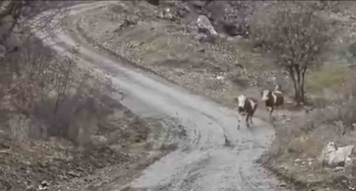 Elazığlı besicinin inekleri ile olan dostluğu gülümsetti:
