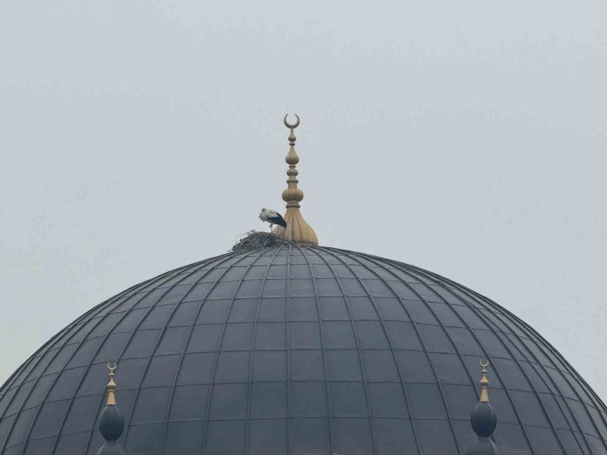 Iğdır’ın simgesi leylekler bu yıl da şehri terk etmedi
