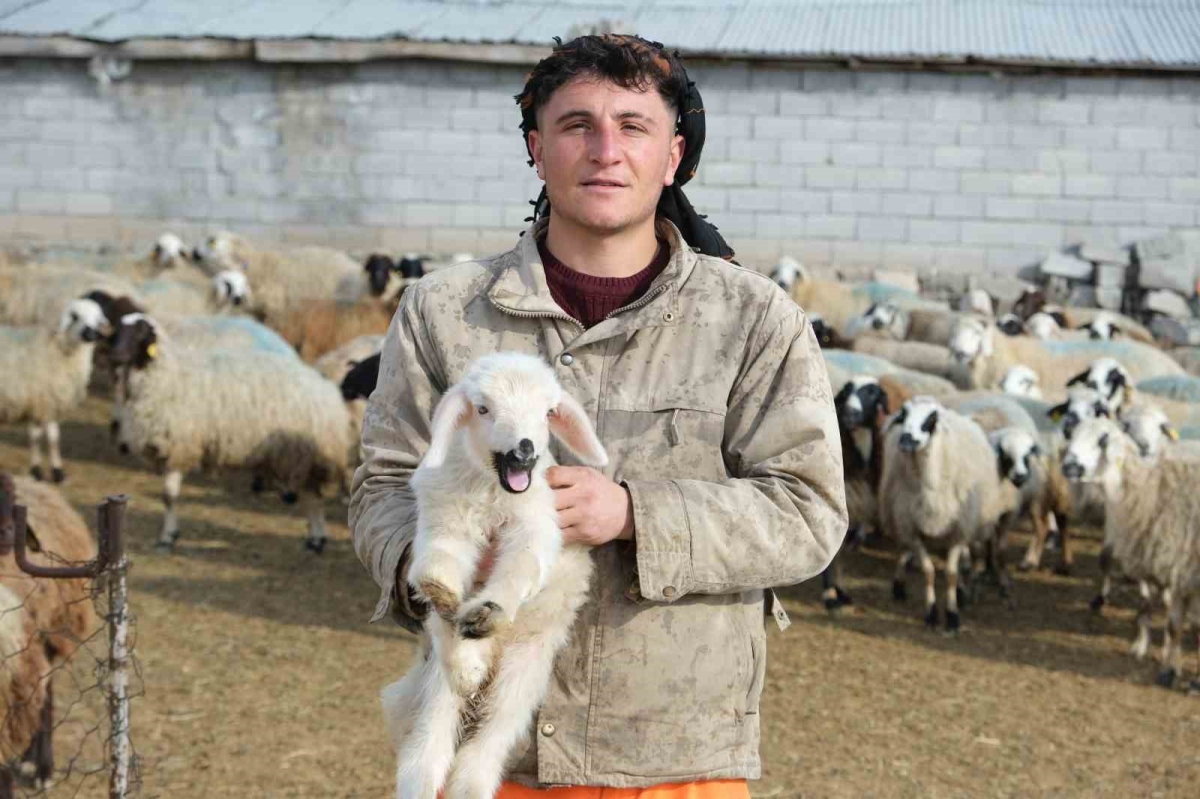 Annesinin reddettiği engelli kuzuya evde bebek gibi bakılıyor
