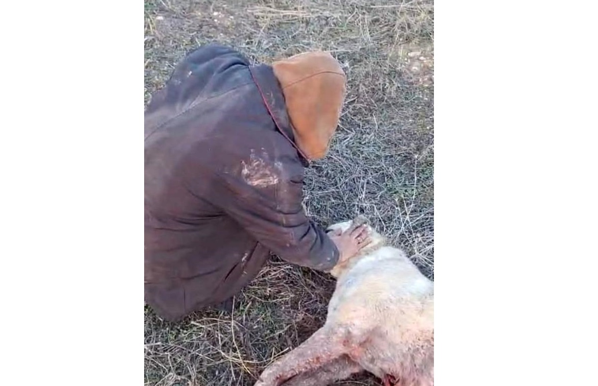 Elazığ’da kangal köpeği tüfekle vurularak öldürüldü
