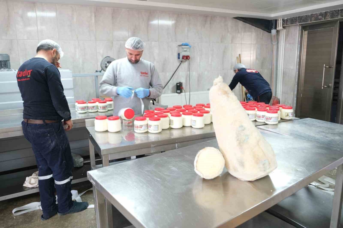 Yayladan sofraya Erzincan Tulum Peyniri
