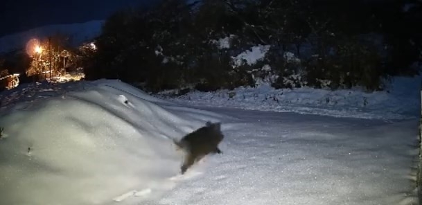 Elazığ’da yiyecek arayan domuz sürüsü köye indi
