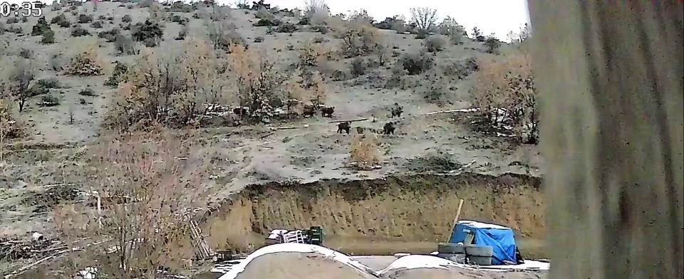 Doğal ortamında yiyecek bulmakta zorlanan domuzlar yerleşim yerine indi
