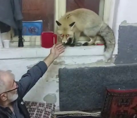 Erzurum’da aç kalan tilki, köylülere misafir geldi
