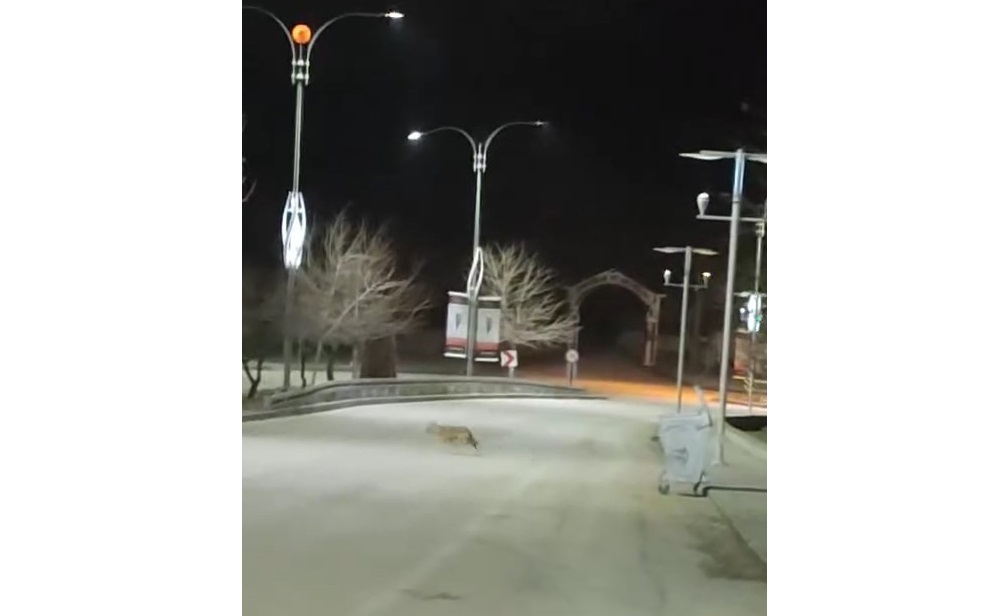Kurt sürüsü Harput’ta görüntülendi
