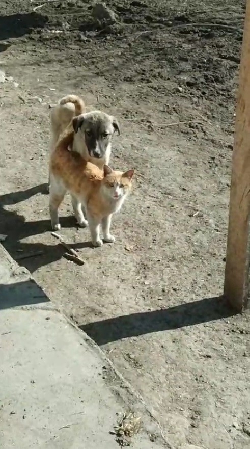 Kars’ta sıcak dostluk: Kedi ile köpeğin samimi anları kamerada
