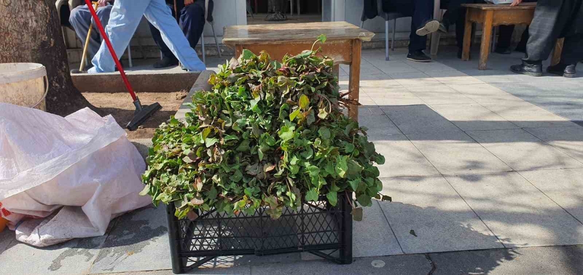 Yılın ilk kuzu kulağı tezgahlardaki yerini aldı
