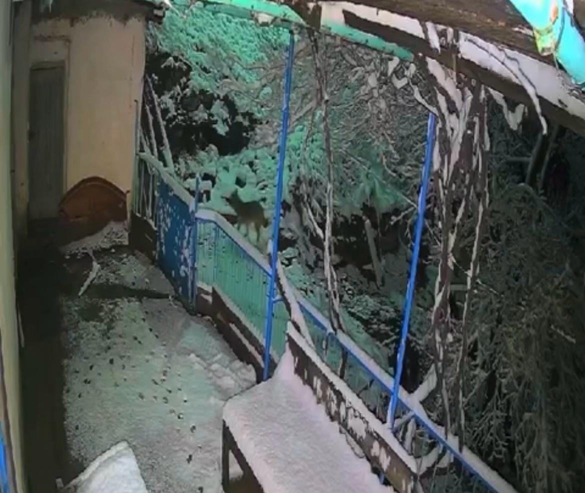 Elazığ’da çakalın tepsiyi çalma anı kamerada
