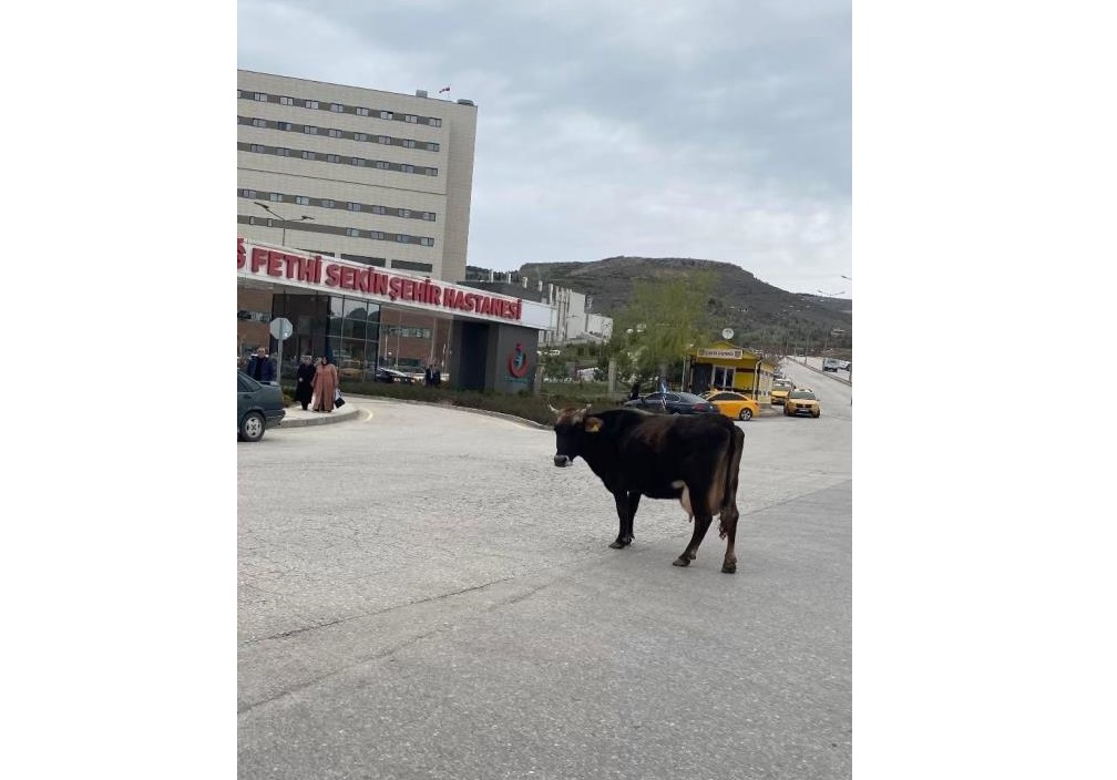 Elazığ’da 3 gündür hastane önünde bekliyor: Akıbeti merak ediliyor

