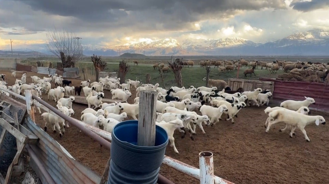 Erzincan’da kuzular anneleriyle buluştu

