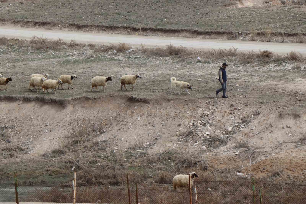 Baharın gelişiyle Diyadin’de koyunlar yeniden yola koyuldu
