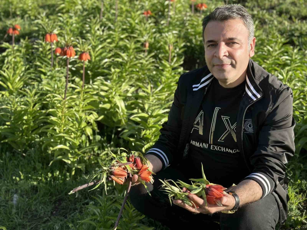 20 günlük ömrü olan ters lalelere zarar verildi
