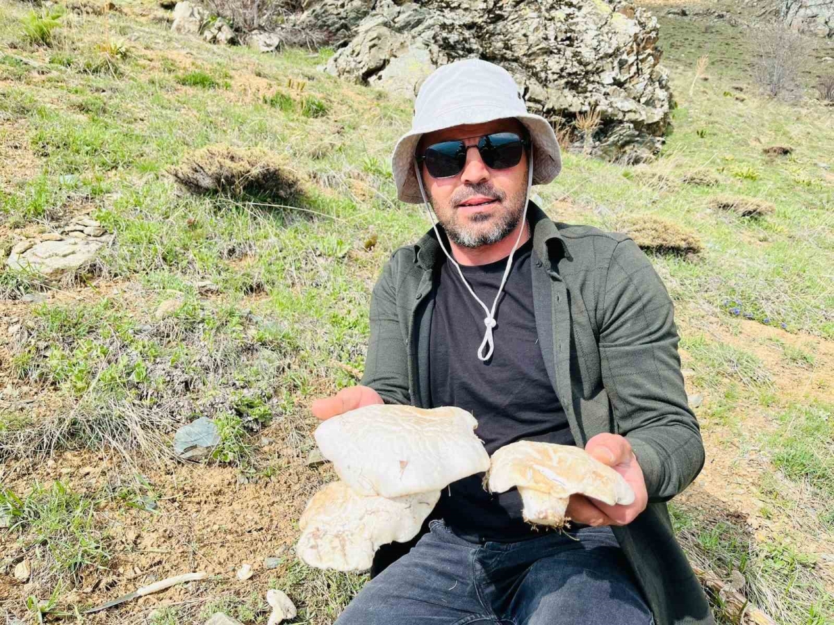 2 bin rakımın üzerinde yetişen mantarları topluyorlar
