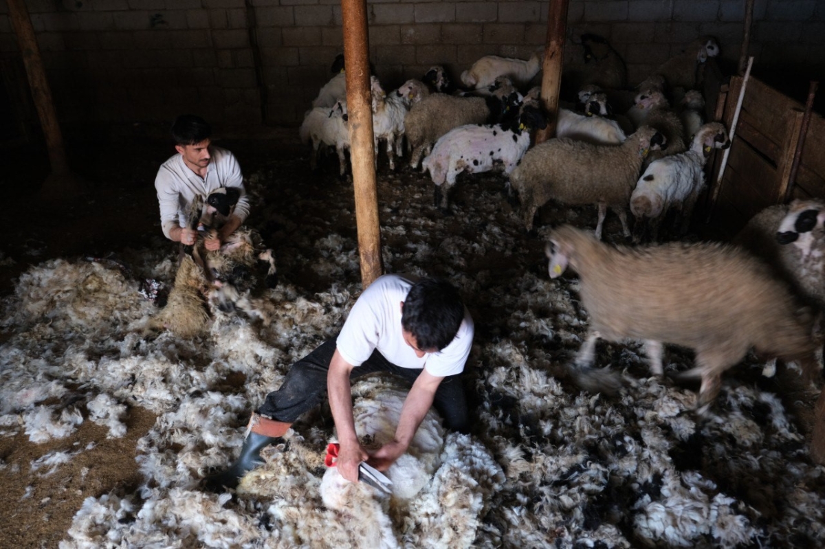 Erzincan’da kuzu kırkım sezonu başladı
