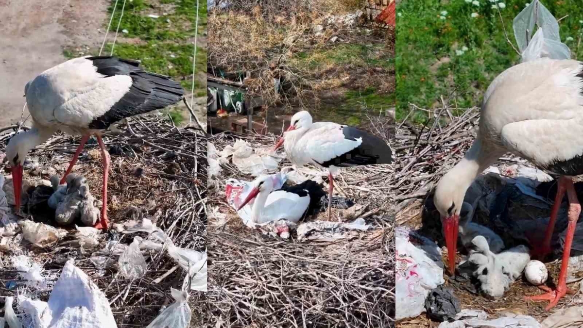 2 leylek, Anneler Günü’nde anne oldu
