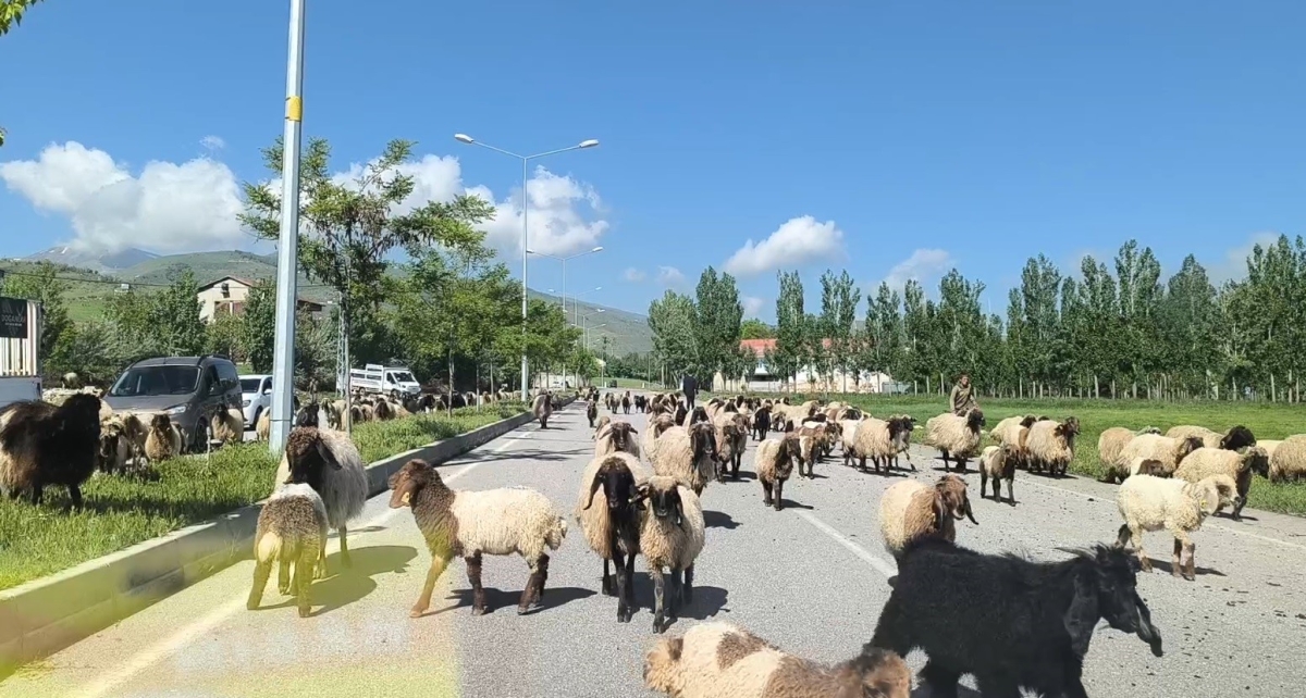 Muş’ta küçükbaş hayvan sürüleri trafiği tehlikeye düşürüyor
