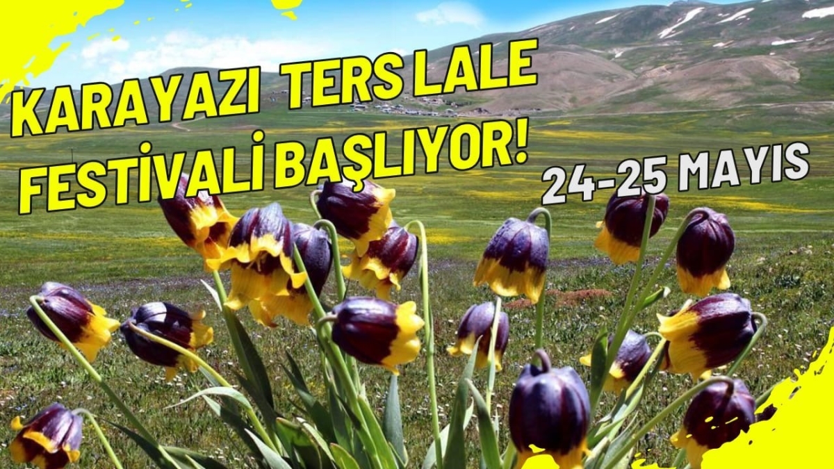 Karayazı ters lale festivali başlıyor;

