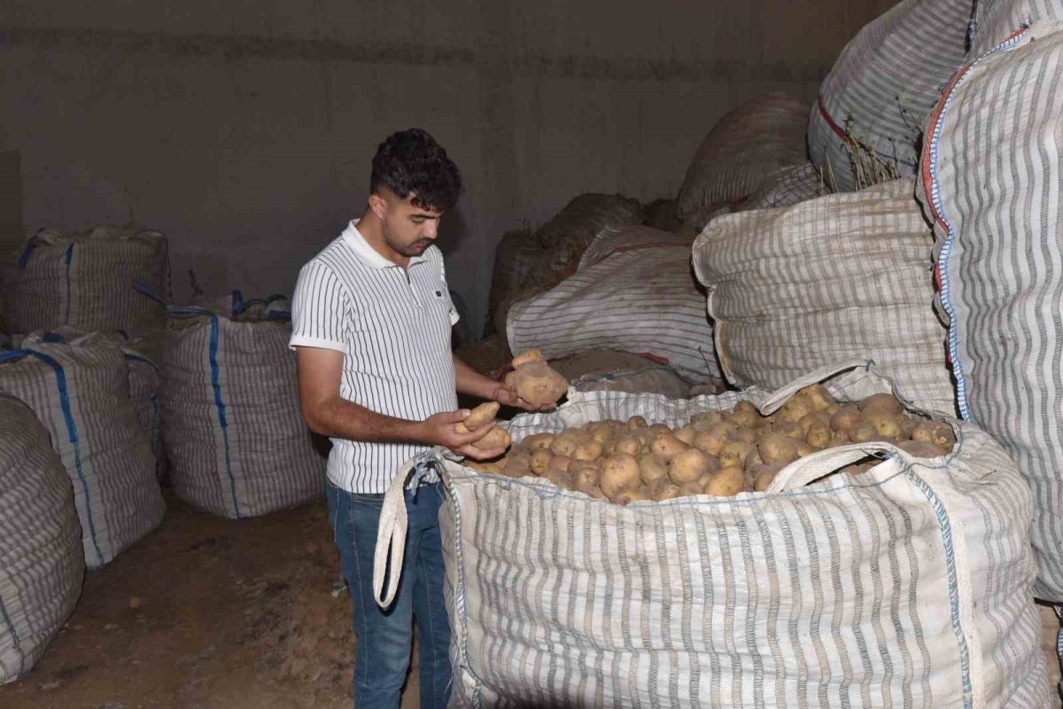 Ahlat’ta binlerce ton patates alıcı bekliyor
