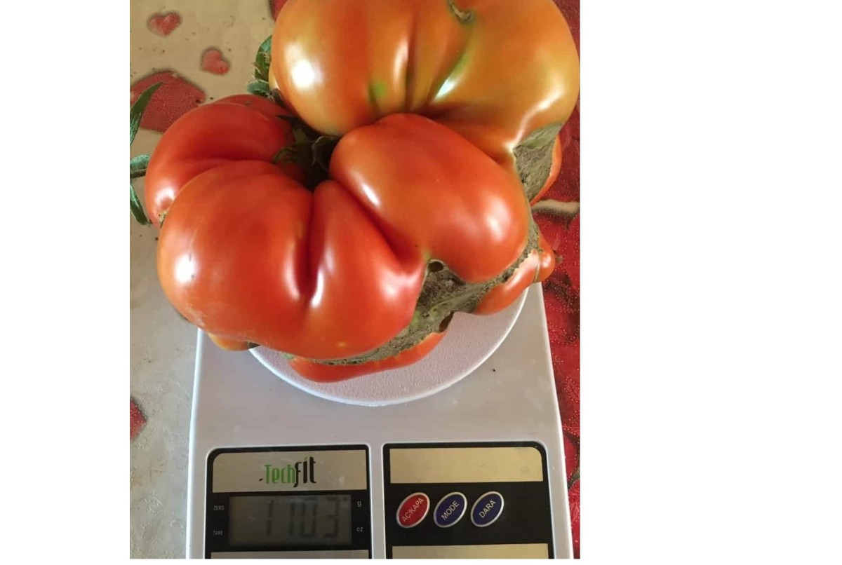 Bu domatesler tam 1 kilo 