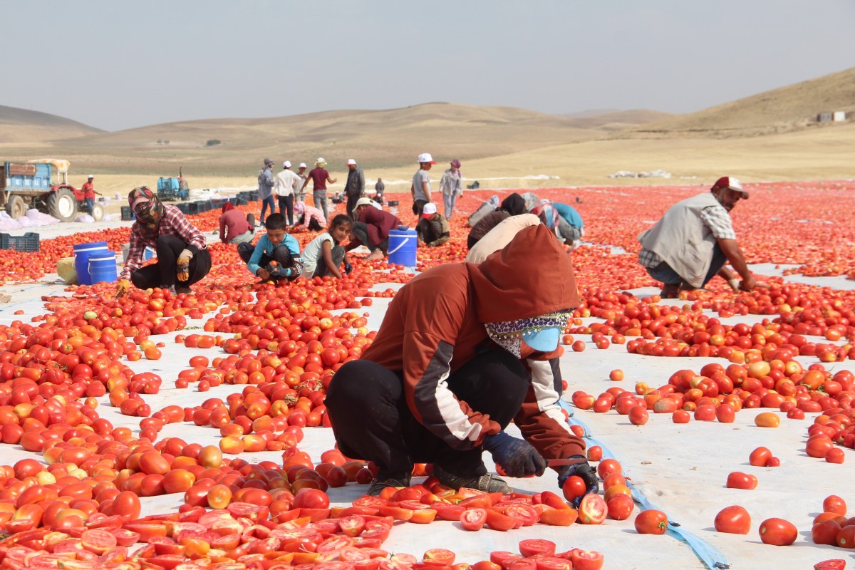20 bin dekar alanda domates hasadı sürüyor   