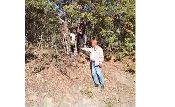 Kafası ağaca sıkışan inek kurtarıldı   