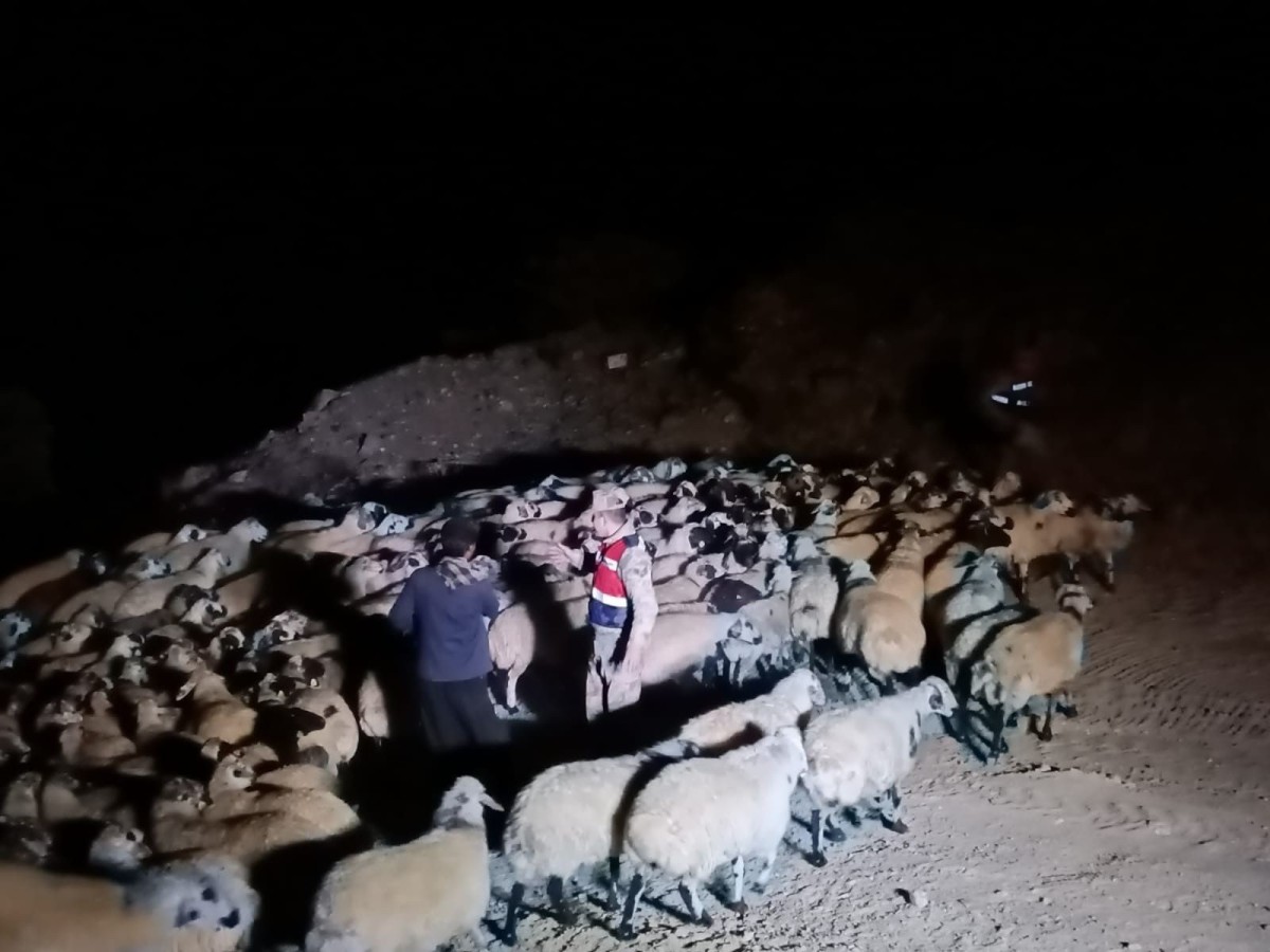 Jandarma kaybolan hayvanları dron ile buldu 
