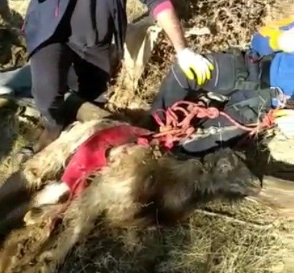 Su kuyusuna düşen keçi kurtarıldı  