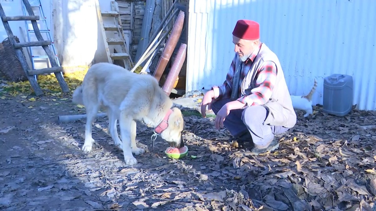 Kangal köpeği et yerine sebze yiyor
