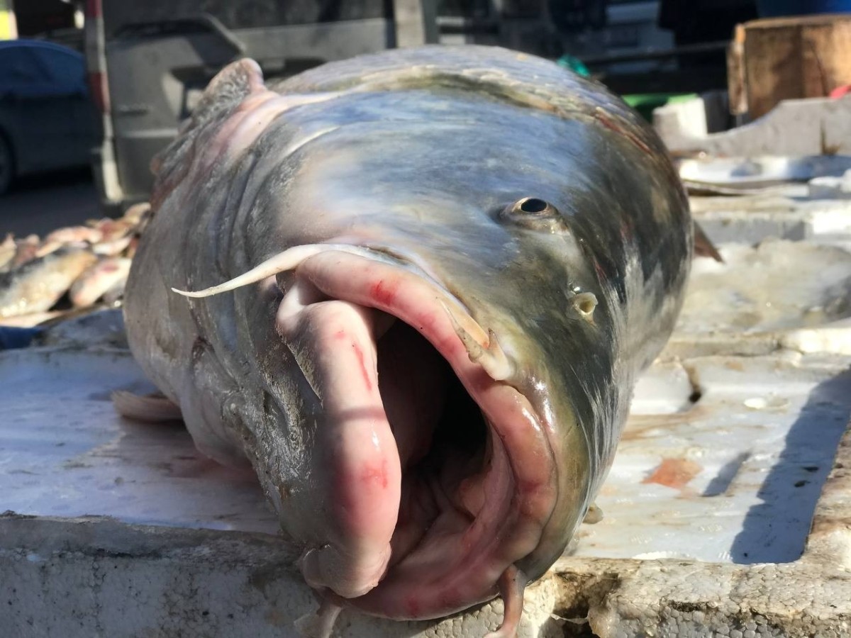 75 kiloluk dev balık tezgâhta alıcı buluyor   