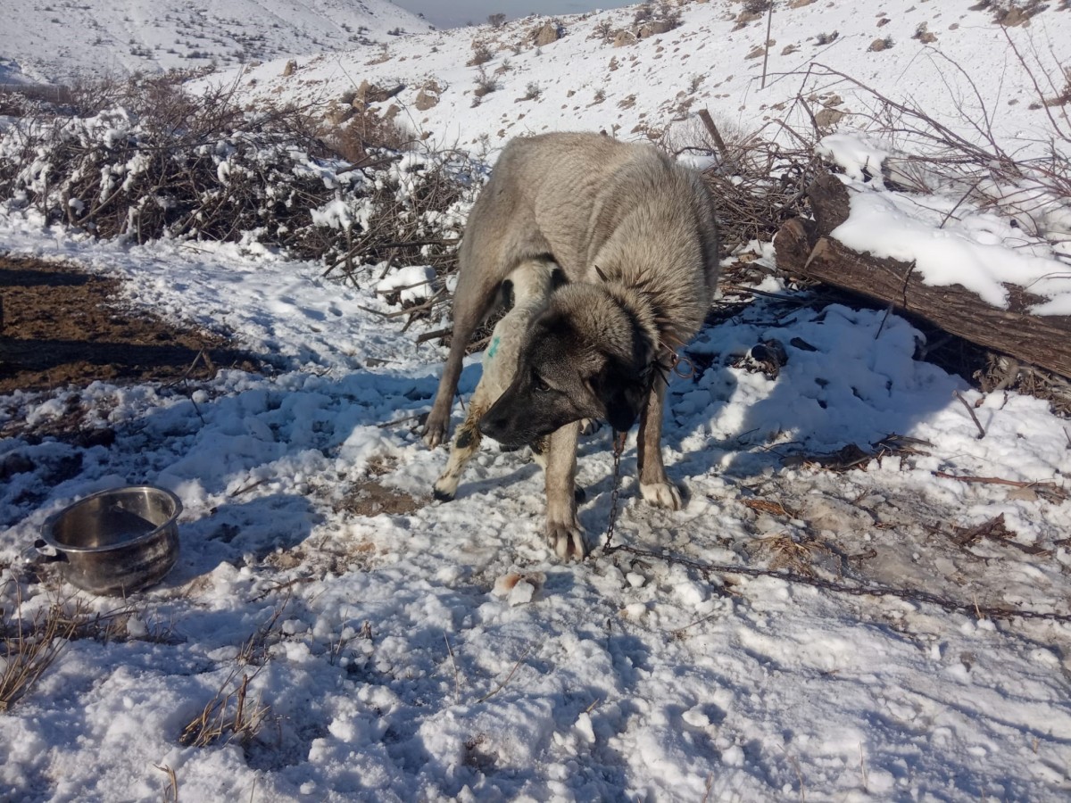 Kangal köpeği kuzunun sütannesi oldu  