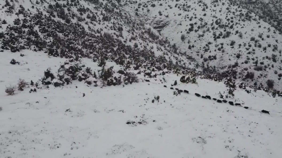 Kar üzerindeki domuz sürüsü dron ile görüntülendi   