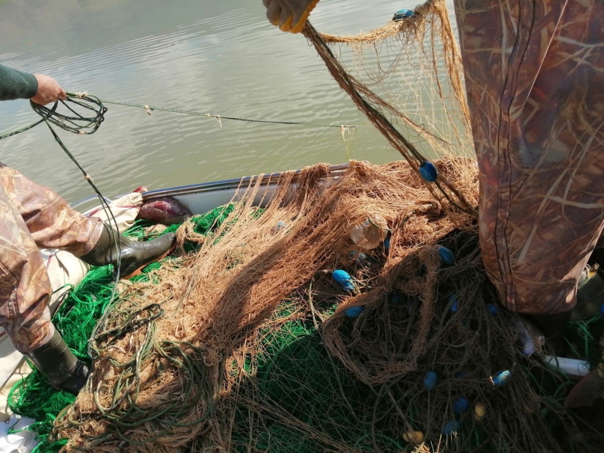 Kaçak avlandığı tespit edilen 100 kilo canlı balık ele geçirildi   