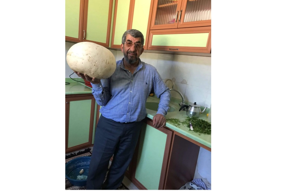 Köylüler 4 kiloluk dev mantar buldu   