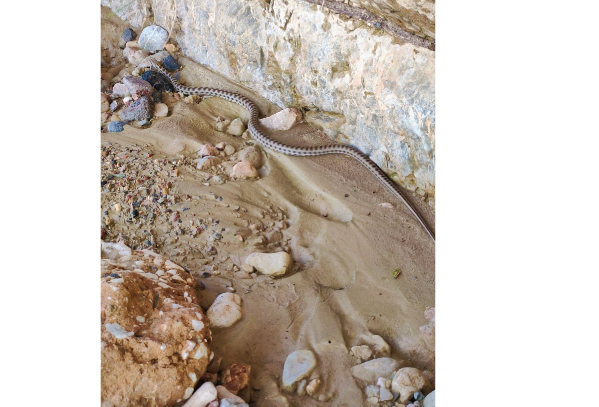 Elazığ’da kocabaş yılanı görüntülendi   