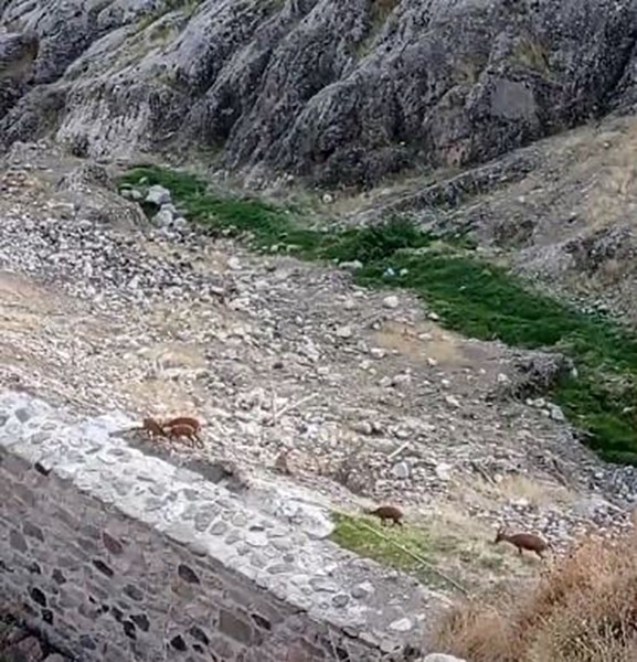 Koruma altındaki dağ keçileri Harput’ta görüntülendi
