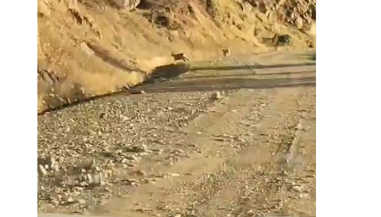 Elazığ’da nesli tehlike altındaki dağ keçileri sürü halinde görüntülendi
