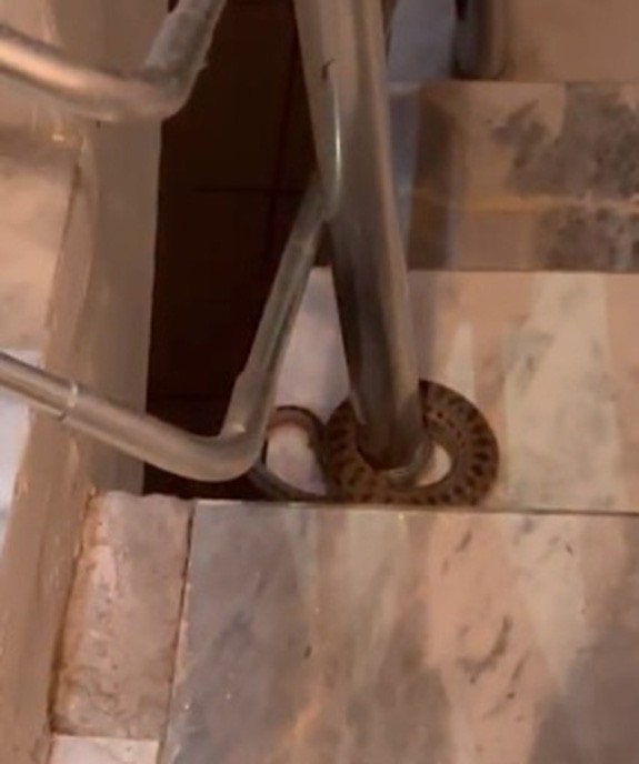 Apartmana giren yılan paniğe neden oldu 