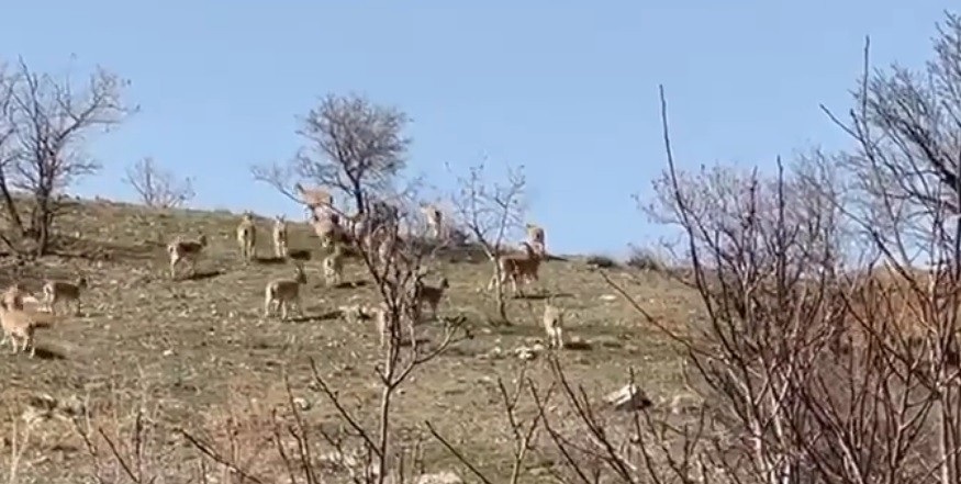 Yaban keçi sürüsü görüntülendi  