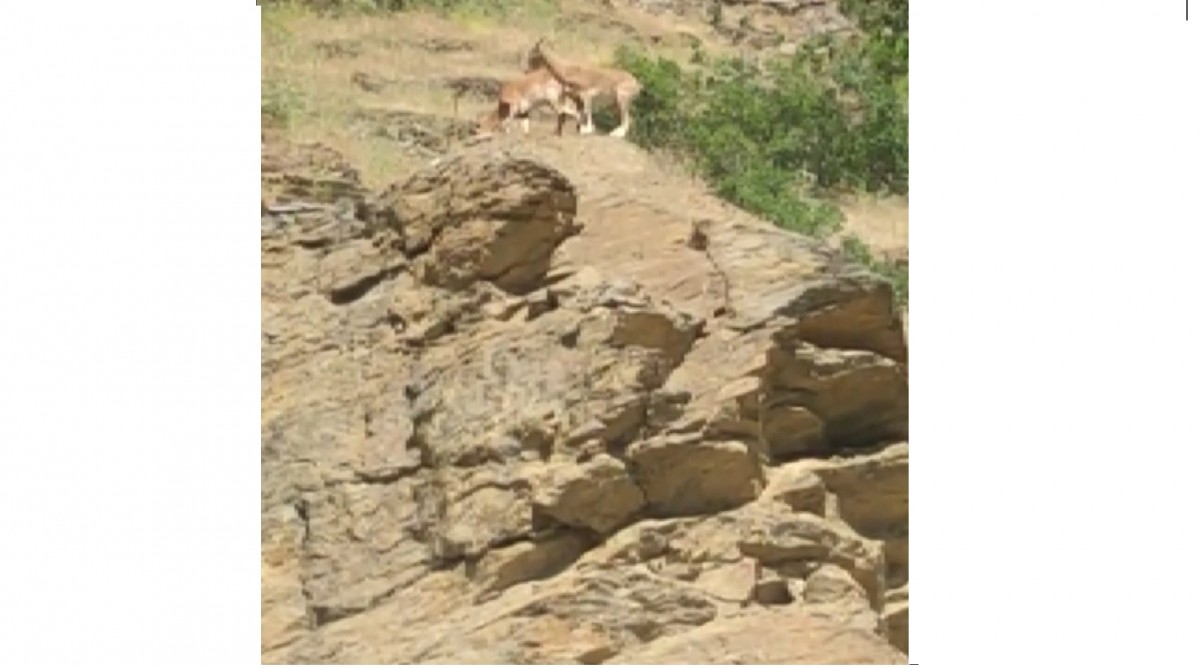 Elazığ’da yaban keçisi sürüsü görüldü  