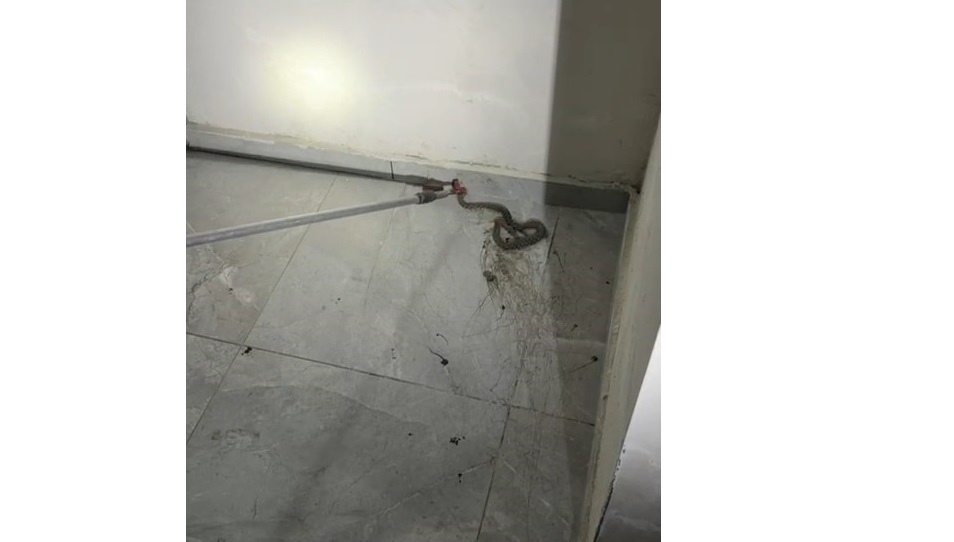 Elazığ'da apartmanda görülen yılan paniğe neden oldu 