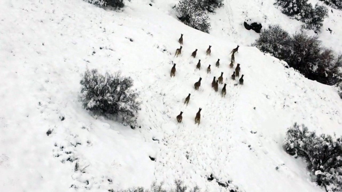 Kar üzerinde yiyecek arayan dağ keçileri görüntülendi   